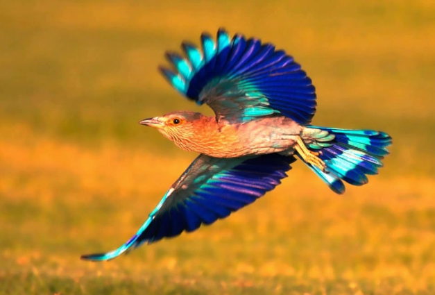 State bird of Andhra Pradesh